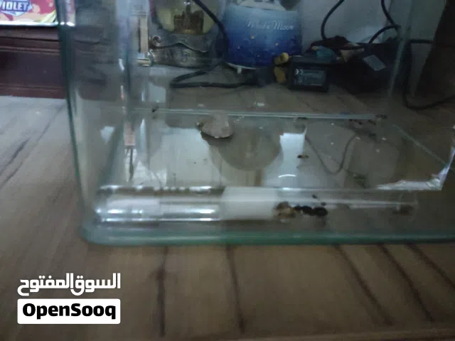 مملكة نمل (للراغبين في هواية جدية)