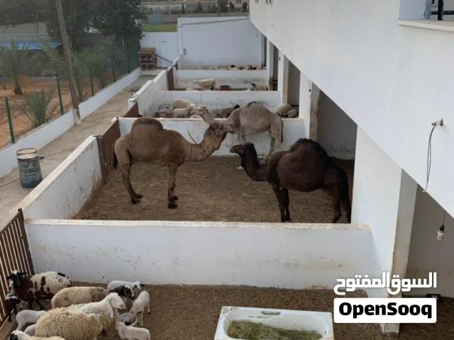 مزرعة هكتارين للبيع، تاجوراء، خلة فارس، بالقرب من مسجد موسى كوسة.