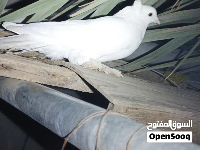 ثلاث حمامات للبيع تلاثتهن
