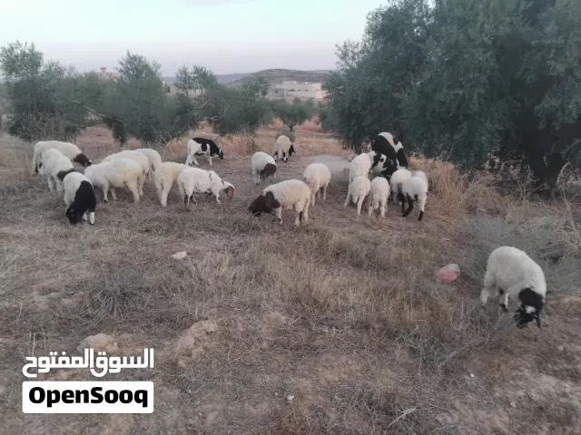 حوليات للبيع ب970