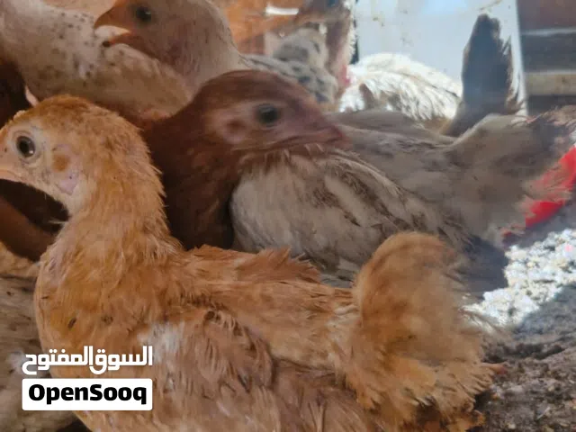 دجاج  في فيومي فرنسي عماني