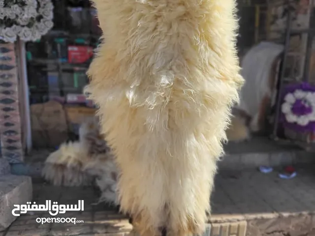 دلع سيارتك ودراجتك الناريه بفرو طبيعي رقم واحد