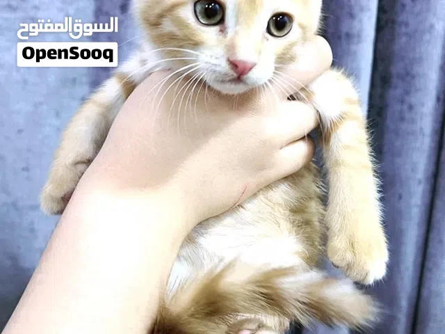 قطط 3 للبيع