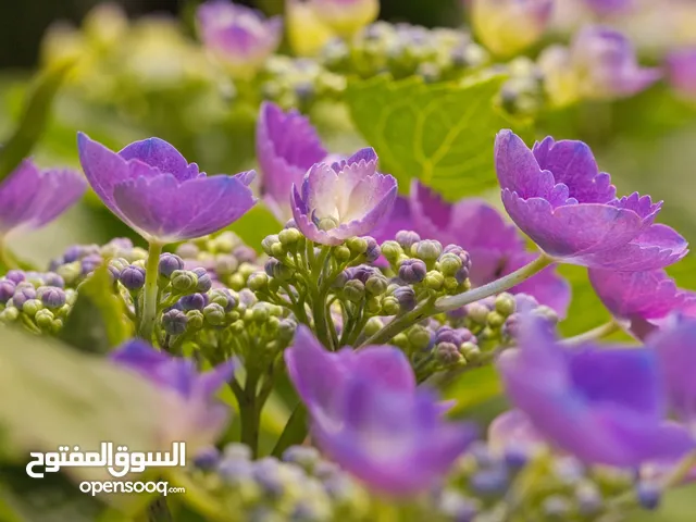 Gardener I am professional gardener in Sharja municipality if you want gardening service