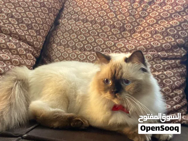 قطه هملايا شوكلت بيور