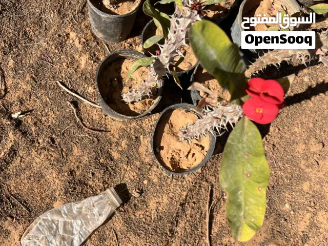 صبار الافوربيا