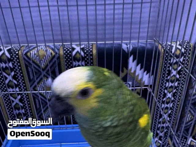 بلفريند شرط ربوه وفي كلام