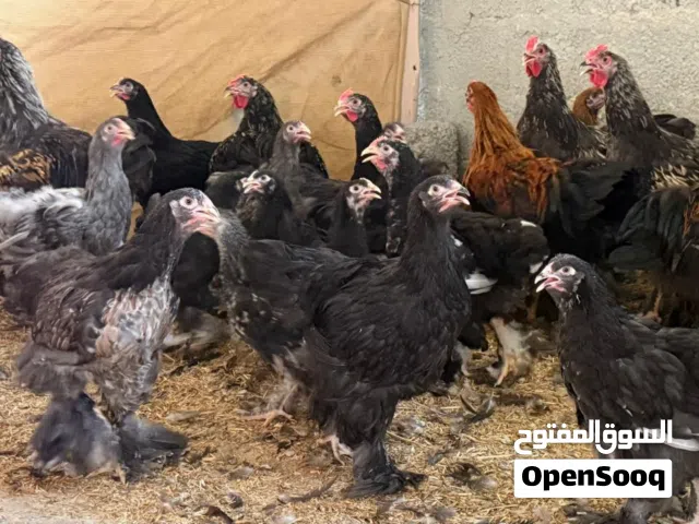 كوشن العملاق الأسود الملكي الأصل – مستورد ومحصّن يبدأ من 5 ريالات فقط!
