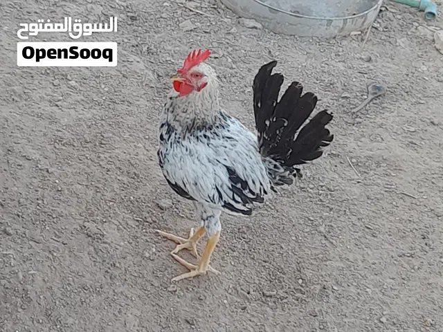 ديك عرب عدد 2 الواحد ب10واذا اثنينهن 15
