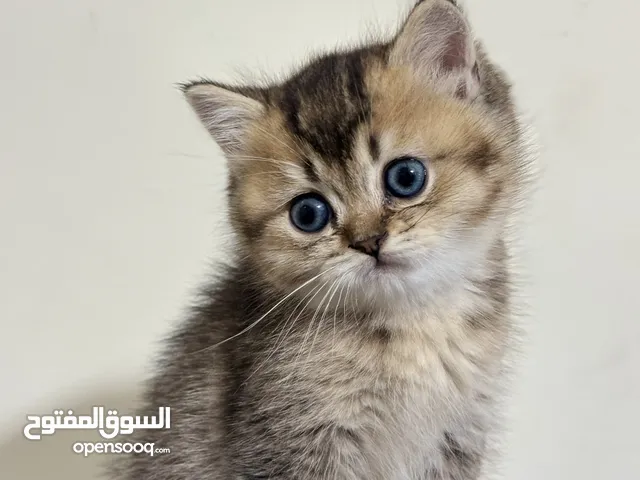 جولدن سكوتش فولد وستريت مستويات حلوة