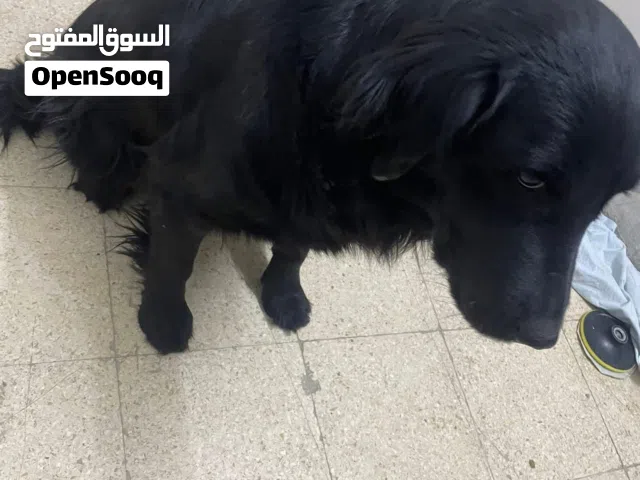 كلب قولدن للزواج