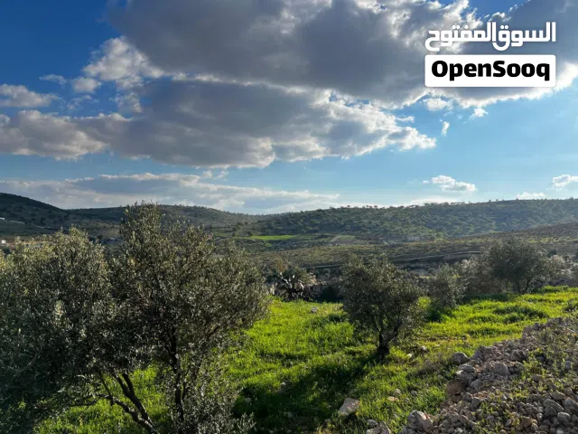 Farm Land for Sale in Zarqa Sarout