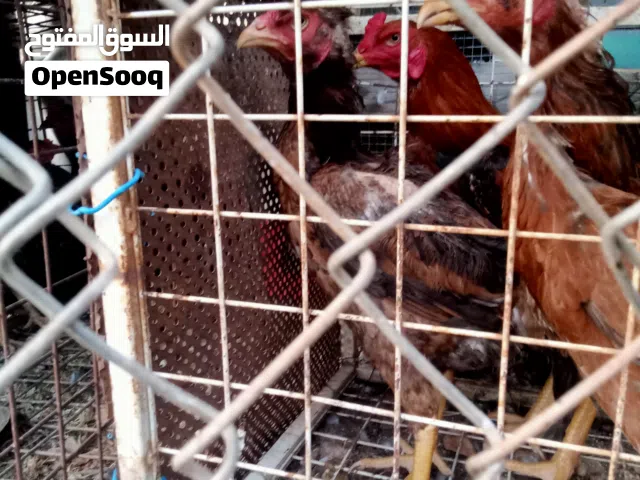 حاجات باكستاني..