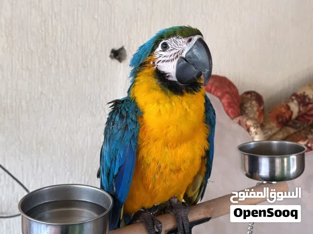 بغبغاء مكاو