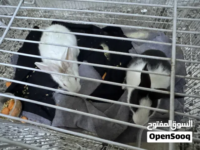 ارنبين الفين