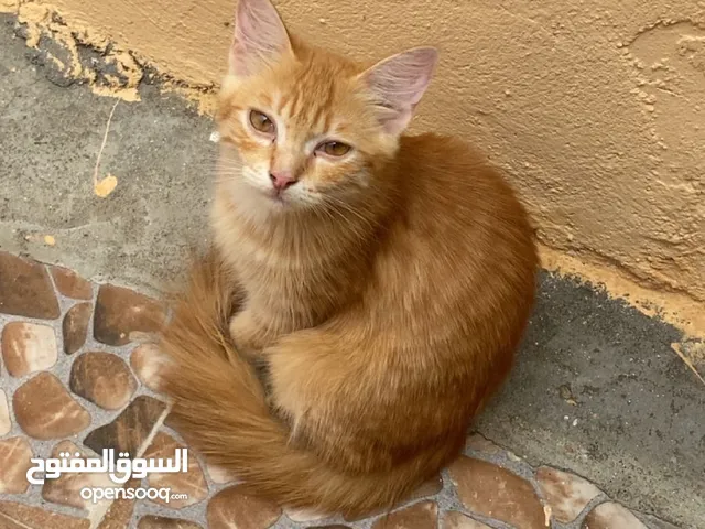 بيع قطه انثيه