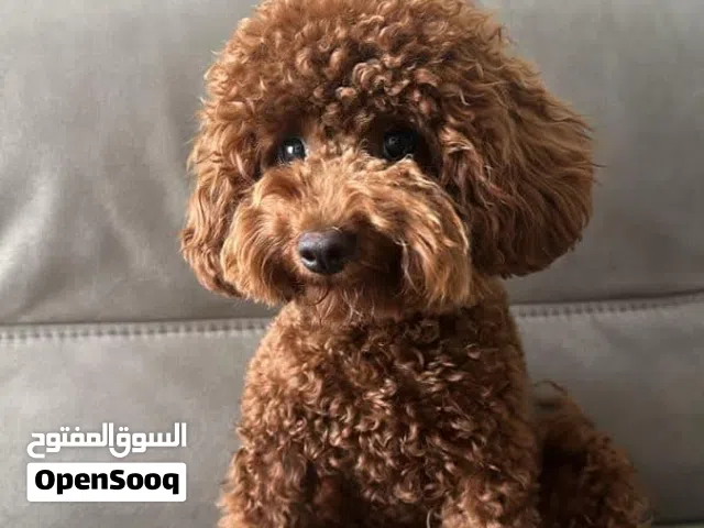 للتزااوج  وليس للبيع ذكر توي بودل أحمر غامق مميز وحجم صغير ومستوى عالي للتزاوج فقط