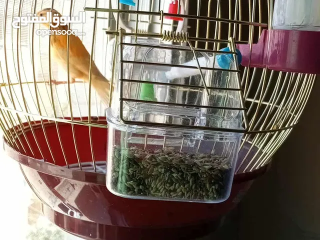 عصفور كناري ذكر للبيع