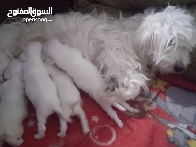 جراوي ميني جريفون الماني للبيع اولاد وبنات تربية بيتي بيحبو اللعب وبتاكل اكل بيتي واخر شقاوة وحلوين