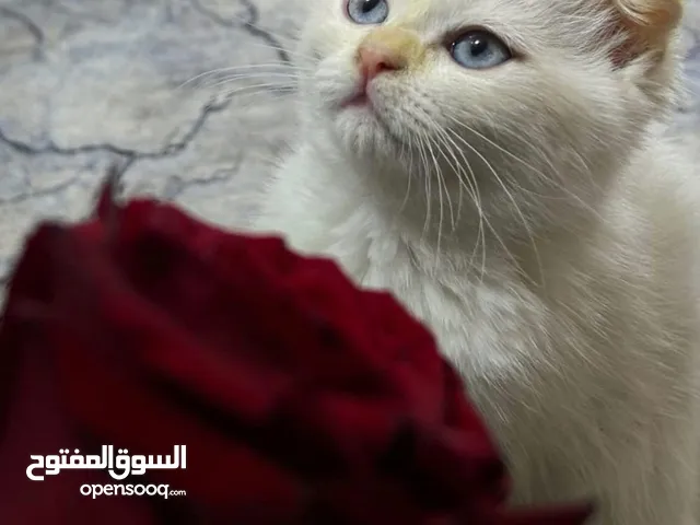 قطط للبيع اعمار 3 اشهر صغار شعر كثيف هملايه وشيرازي وسكوتش لعوبات ونضيفات الكبيرة سنه وكم شهر