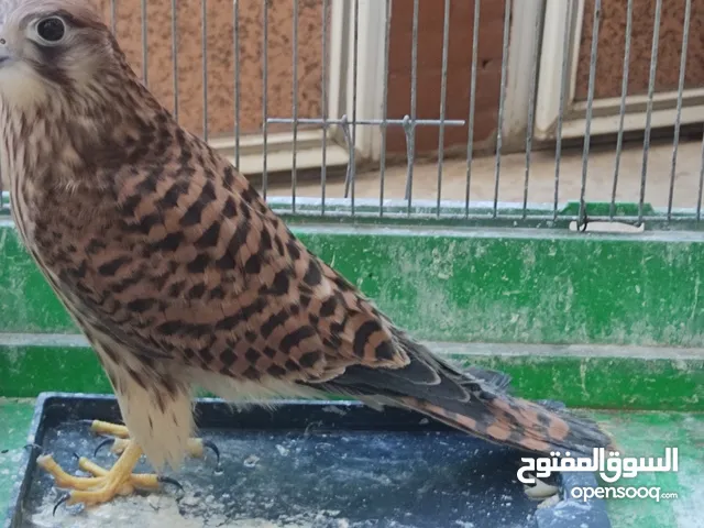 صقيري مع القفص الخاص به بصحة ممتازة