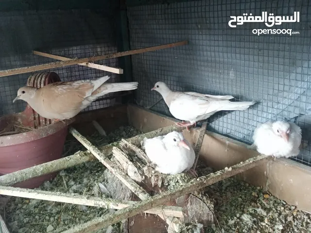 جوز حمام يا كريم مع فراخو