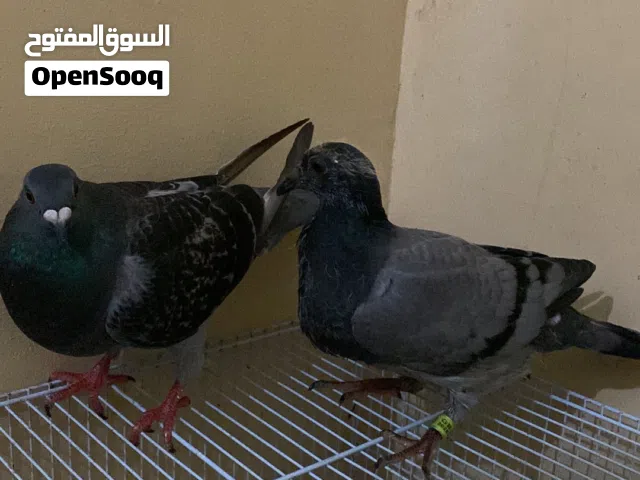 زاجل  في زوج ب6 في فرد انثى وذكر في بعد انثى ولدها