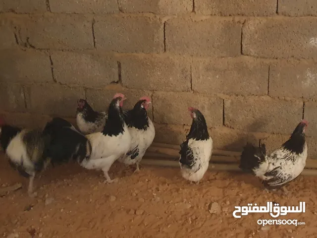 دجاج ملكي للبيع صحه وحجم الله يبارك