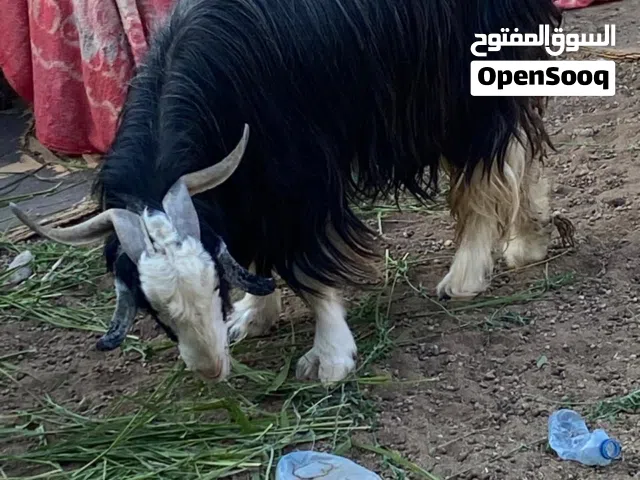 غنم للبيع جمله غنم زينات ويجيبن توأم