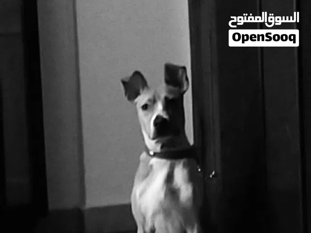 كلب بيتبول