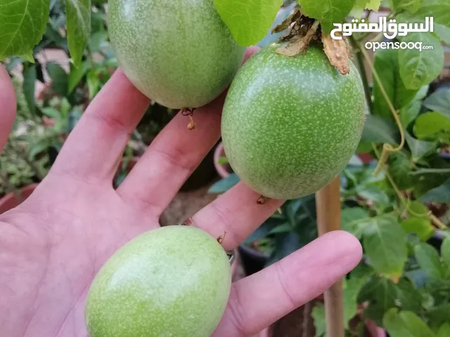 المس فلورا الضفه أحجام كبيره ارتفاع من مترين وفوق 4 متر السعر 6 دنانير ثمر وزهر