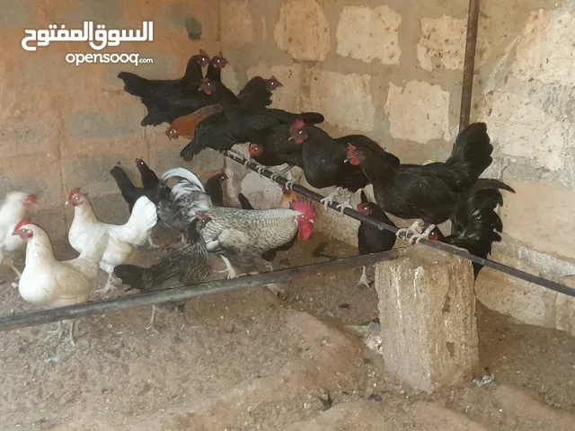 دجاج عربي حاجة نظيفة للبيع