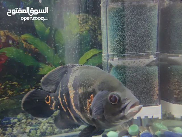 اسماك زينه اوسكار نوع تايجر العدد اثنين سمك وحشي من نوح سلك الامريكي حجم كبير و بصحه جيده جدا.