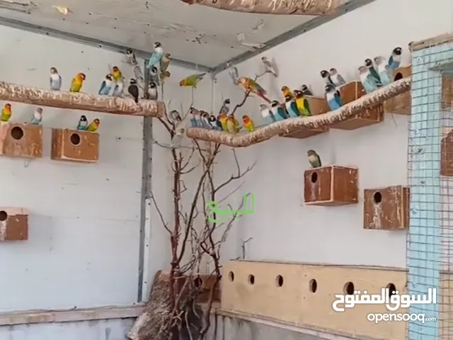 مزرعة توكي شغاله
