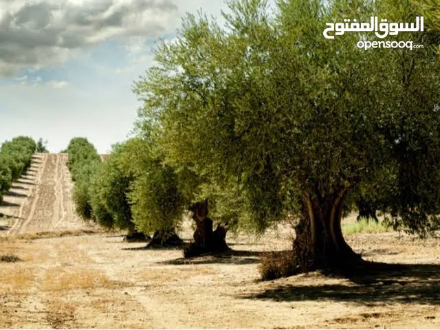 More than 6 bedrooms Farms for Sale in Giza Atfih