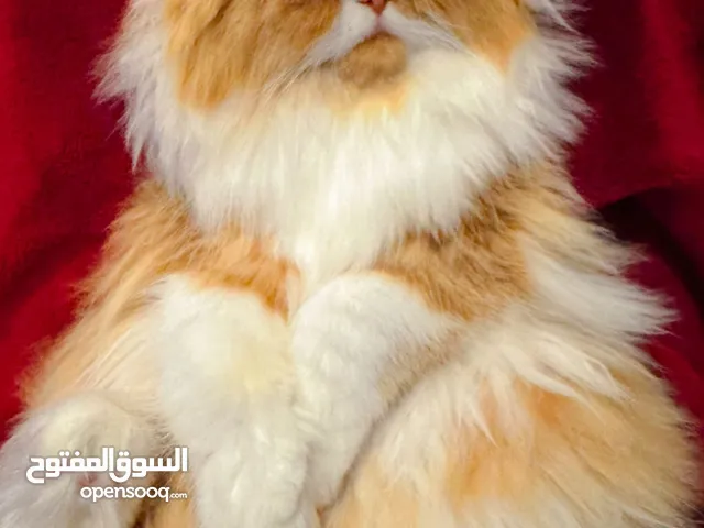 cute Persian cat for sale with all stuff