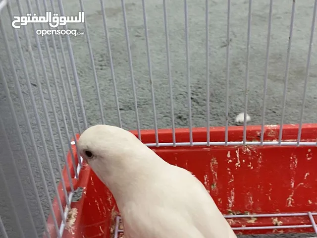 روز او لوفبيرد زوج ربوه