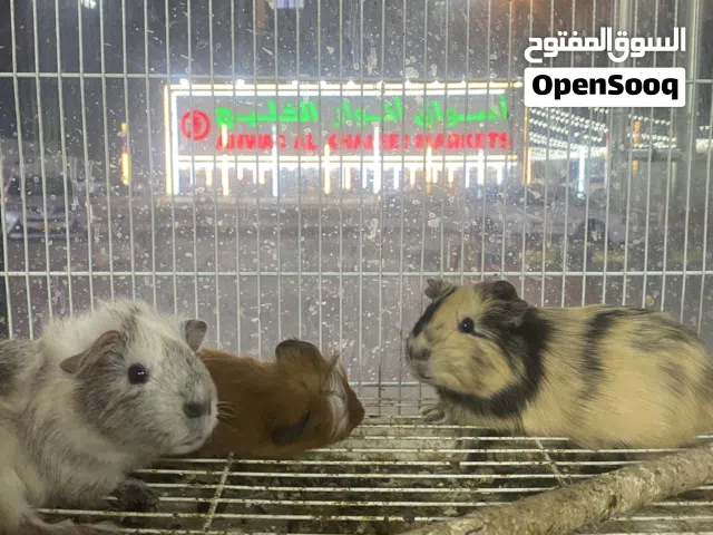 بيع الطيور و الحيوانات