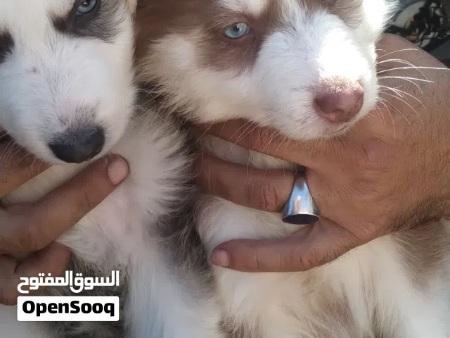 جراء هاسكي مالموت اصلي لون بني واسود