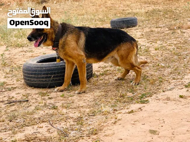 دكر كستم للبيع او تبديل دكر في شويه اوامر نشان ايقعمز ويسلم