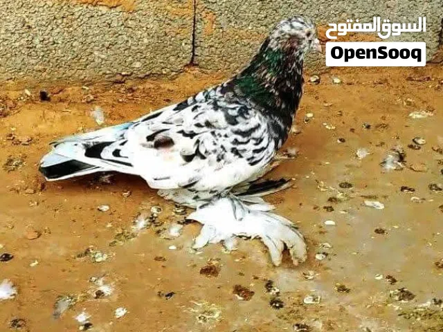 موجود براكة حمام عربي زاجل فرنساوي مبروص اسباني هزاز بلاك