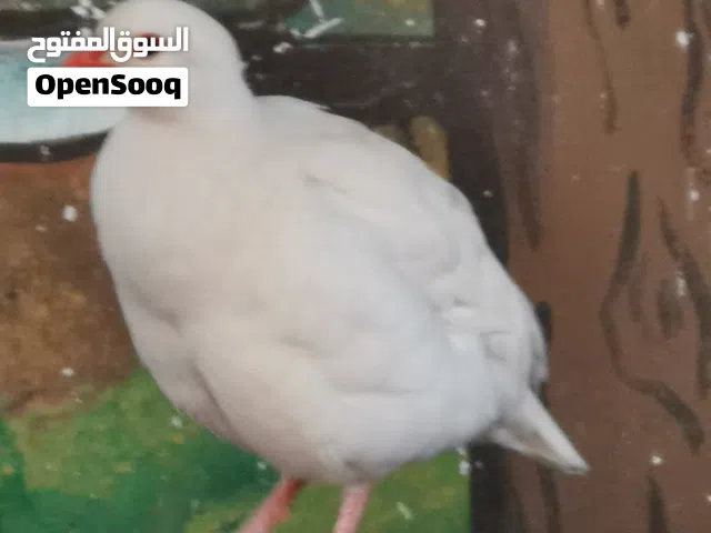 للبيع طيور الحجل العربي والأبيض