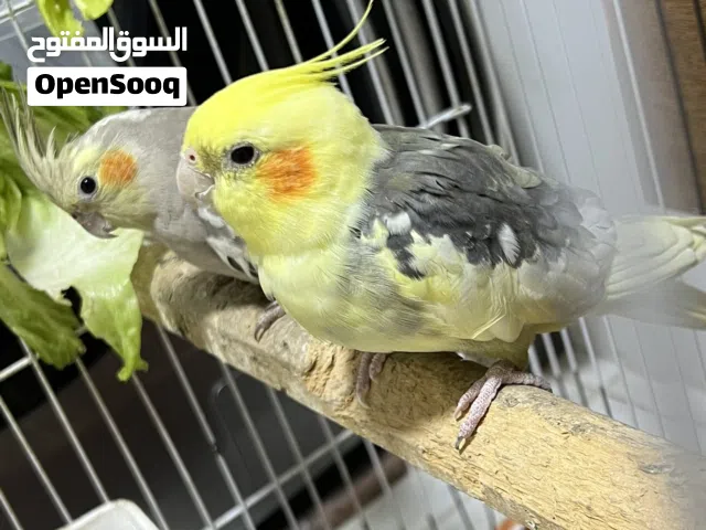 كوبيه كوكتيل مصوقر لانثي مقصبه سعره 340