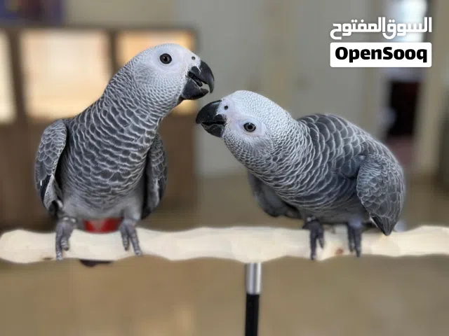 Talking African Grey Parrots
