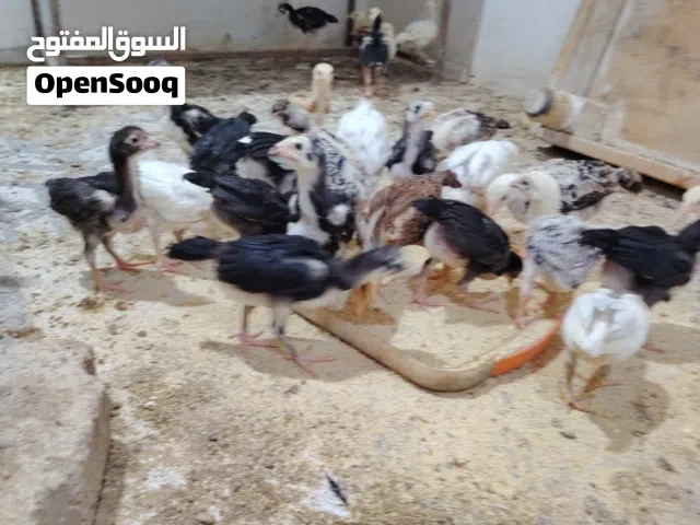للبيع فروخ تايلندي