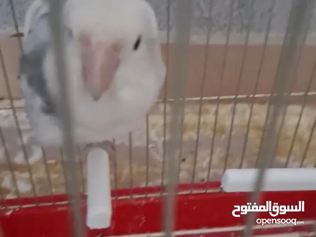 لافبيرد اليف