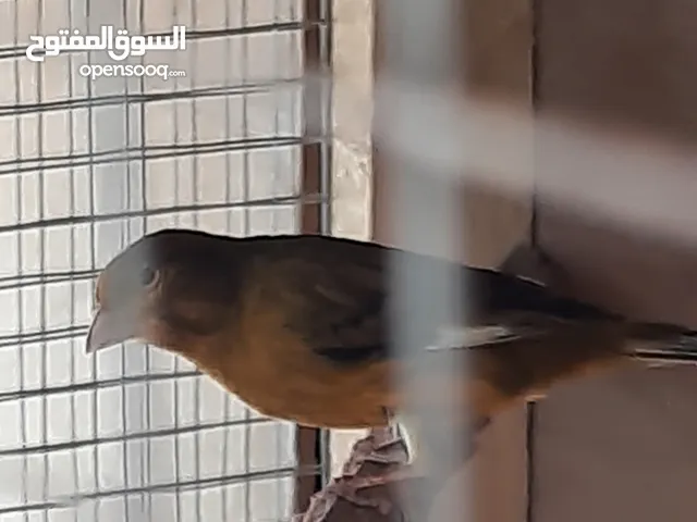 زوج كناري شغال وكفالة إنتاج صحة ونظافة الفحل جزري والطيرة برونزي .