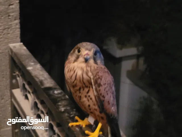 اثنين صقور للبيع ذكر وانثى