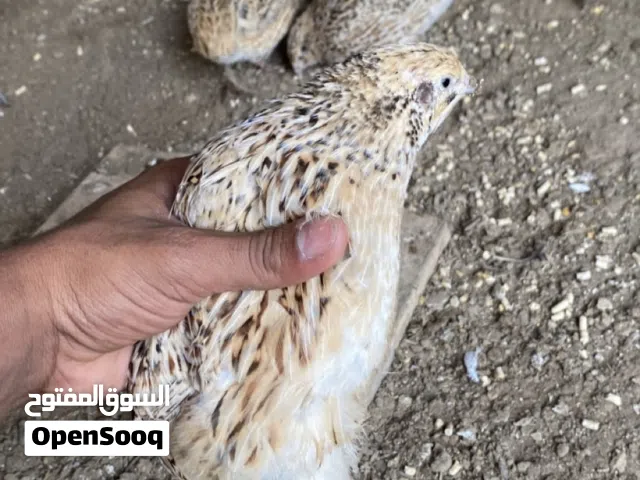 طيور سمان جامبو