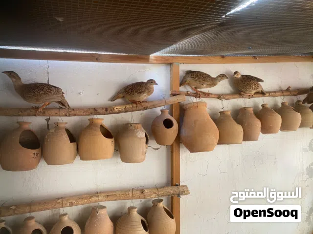 صفرد للبيع لون اصفر عمر مابين 9 8 اشهر قيمة زوج 30 ريال قابل تفاوض